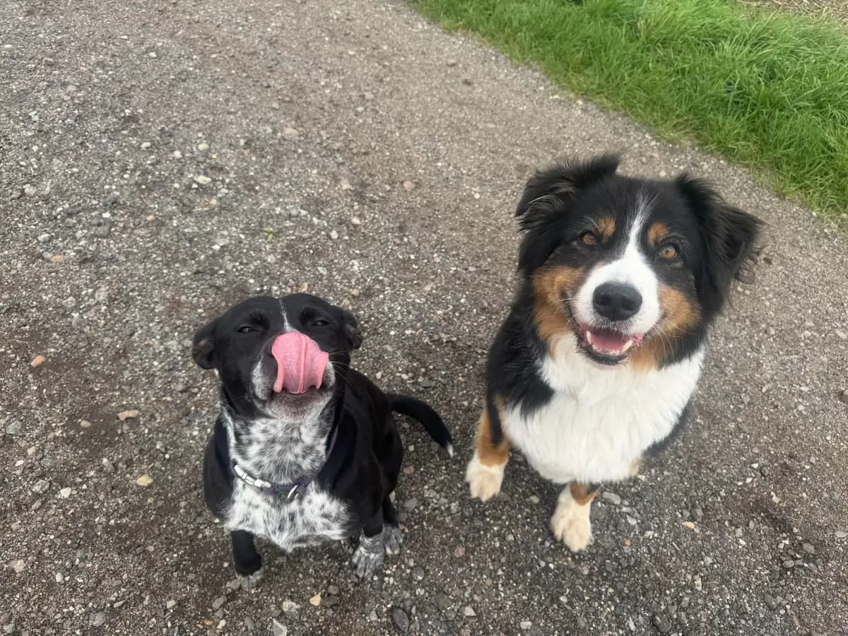 Zwei Hunde sitzen auf einem Weg und schauen erwartungsvoll nach oben