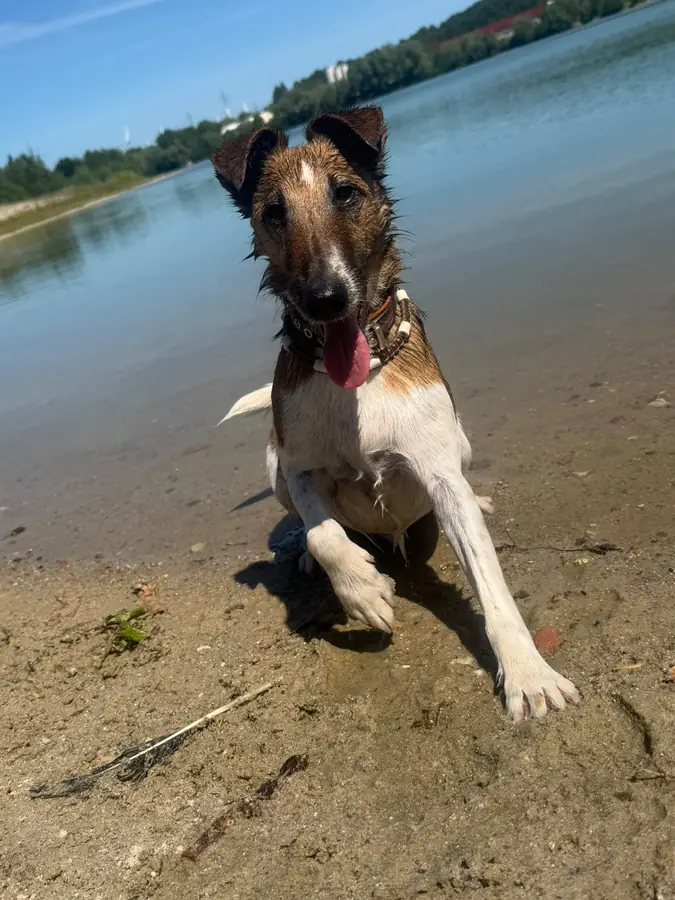 Ein Foxterrier kommt mit großen Sprüngen aus dem See gelaufen