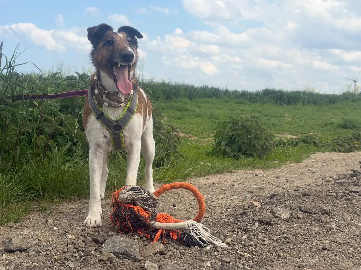 Ein Foxterrier steht mit seinem Spielseil auf einem Feldweg