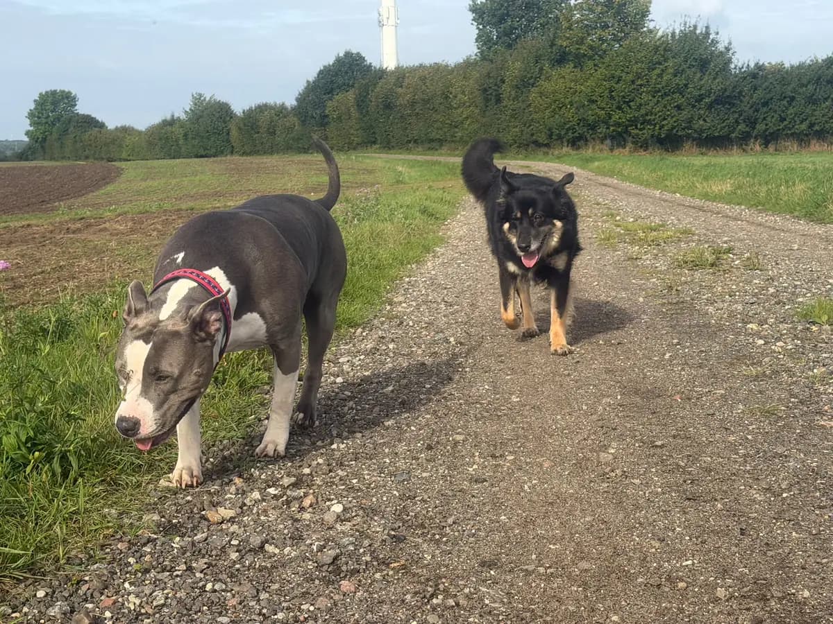 Zwei Hunde laufen nebeneinander über einen Feldweg