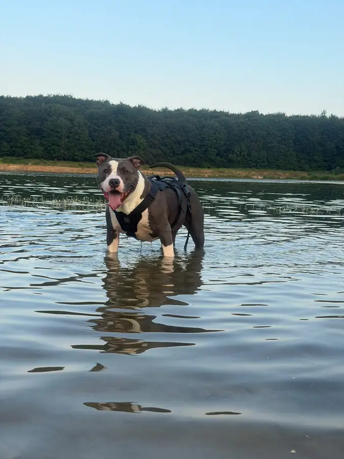 Ein Hund steht im flachen Wasser eines Sees und schaut in die Kamera