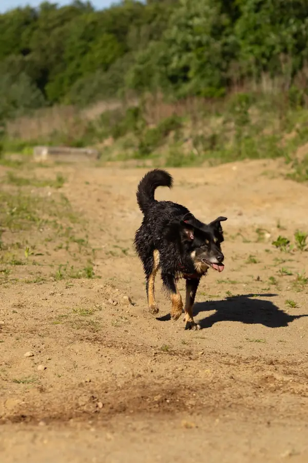 Ein schwarzer Hund läuft über den Sandstrand am Ufer