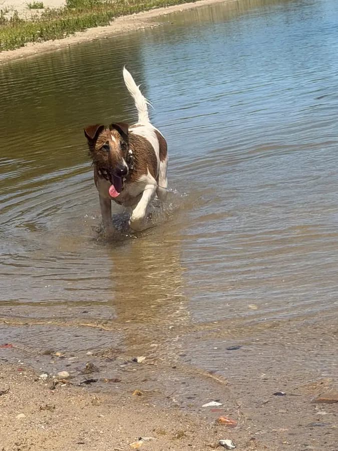 Ein Hund läuft durchs flache Wasser am Ufer