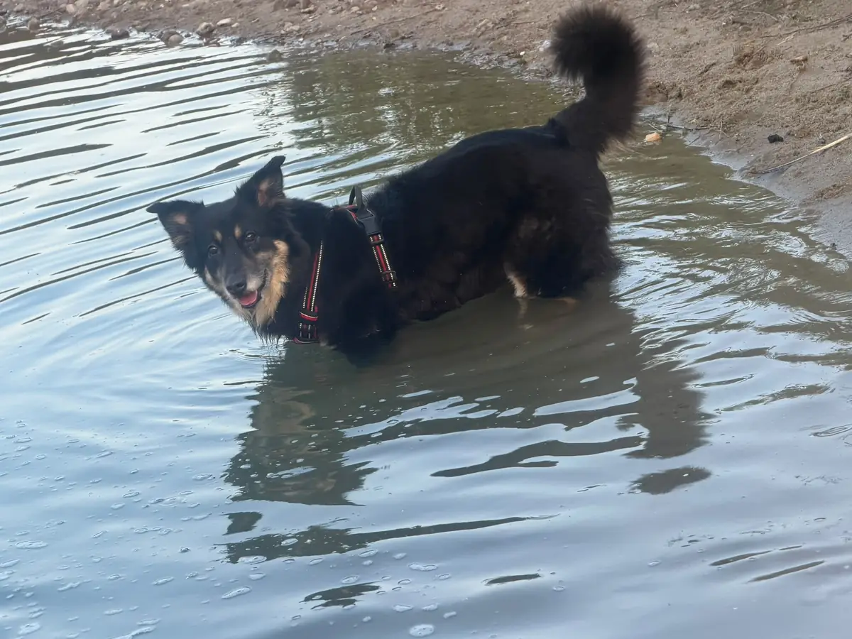 Ein Hund steht im Wasser und geniesst die Abkühlung