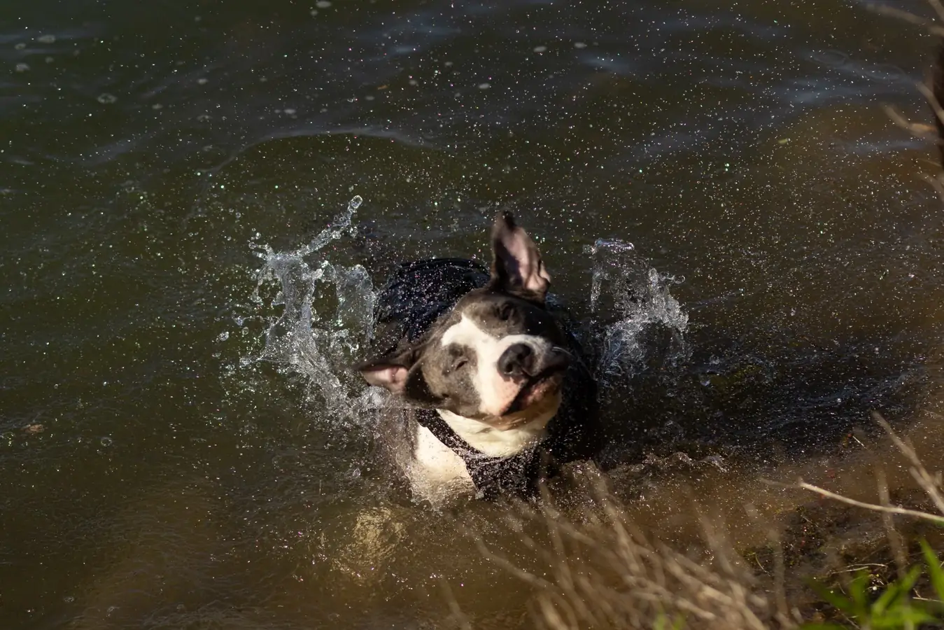Ein Hund schüttelt sich im Wasser, die Tropfen spritzen